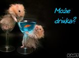 Może  drinka 