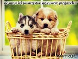 Nie ma to jak jak towarzystwo najlepszego przyjaciela...