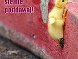 Nie poddawaj się