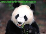 panda