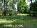 Pocztówka z Polski: las
