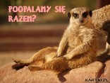 Poopalamy się razem? 