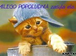 pozdrowienia
