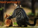 Przyjaźń