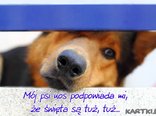 Psi nos
