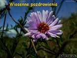 Wiosna