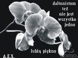 wszystko jedno