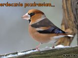 Zimowe pozdrowienia z grubodziobem w tle