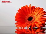 Życzę Ci dzisiaj wszystkiego na Ziemi, co Twoje życie w sen piękny zmieni, co Ci pozwoli uśmiechać się zawsze, śnij sny przepiękne i najciekawsze ... ,