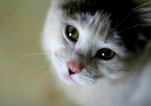 Cat_Cute.JPG