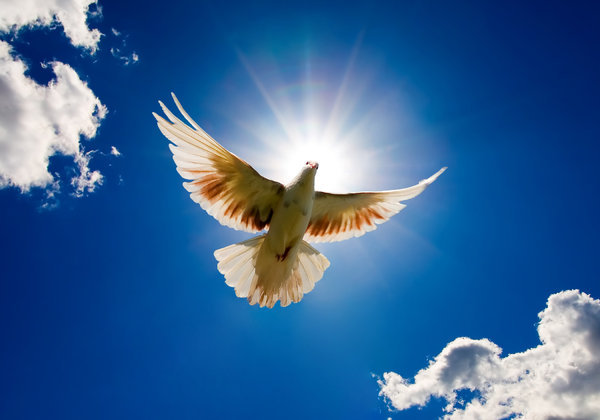 dove_and_blast_of_light.jpg