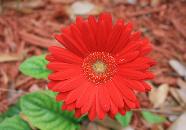 Gerbera_Daisy_Flower_Digon3.JPG