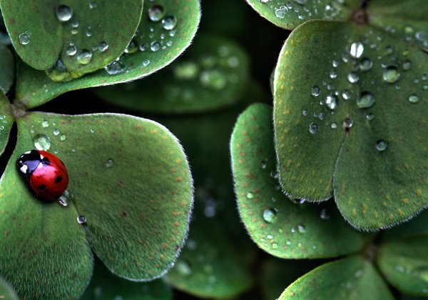 Ladybug-and-lucky-clovers-original.jpg